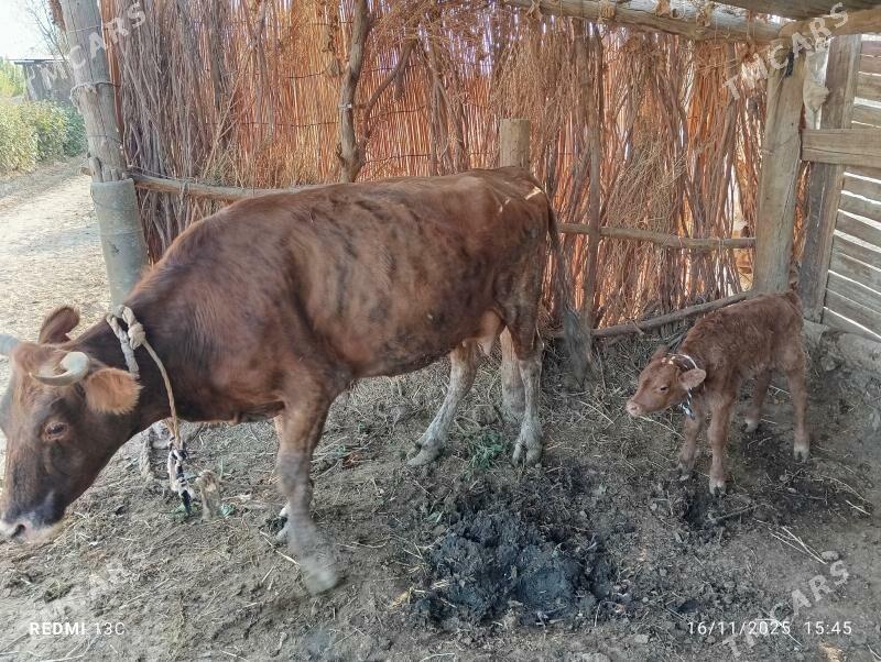 Göleli sygyr - Tejen - img 4