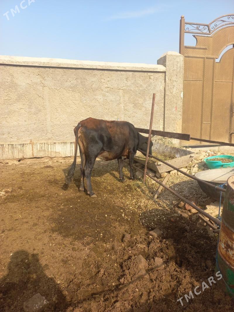 Meÿdan mallary çòl - Байрамали - img 3