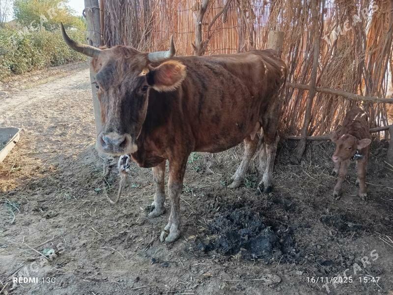 Göleli sygyr - Tejen - img 5