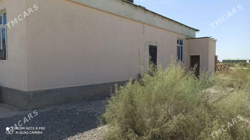 azatlyk pasyolyk - Türkmenabat - img 3