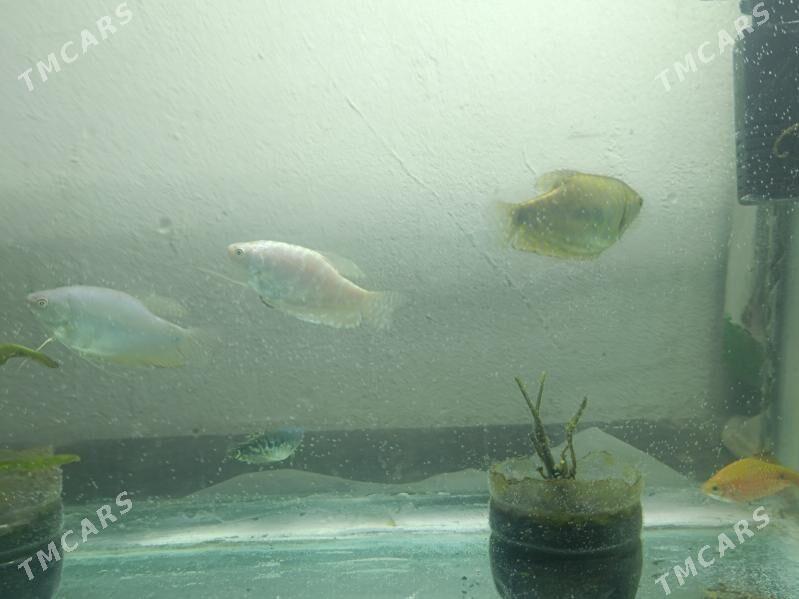 Рыбы гурами - Çärjew - img 2
