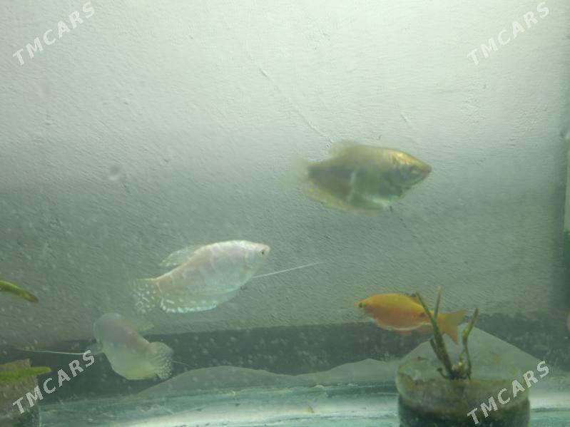Рыбы гурами - Çärjew - img 3