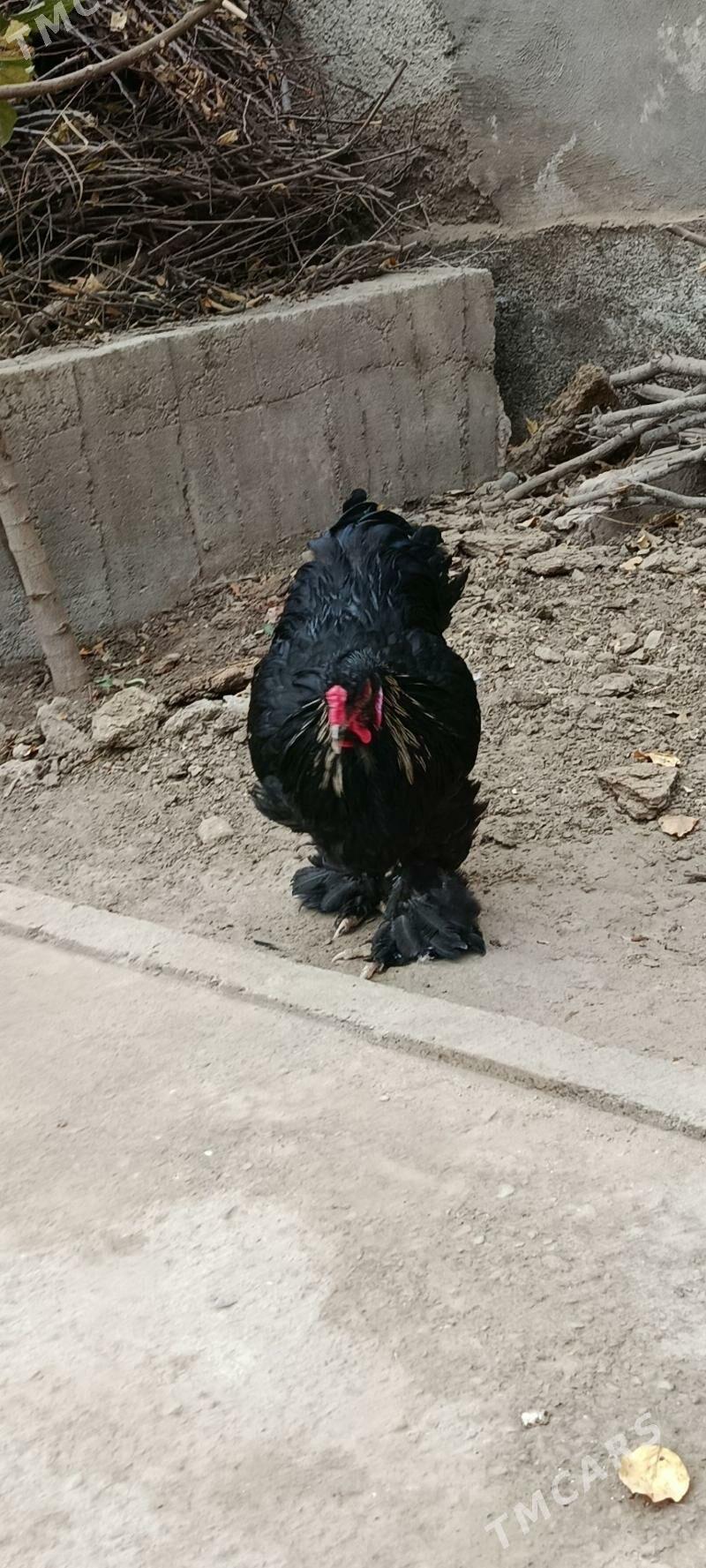 Gara brama - Bagyr - img 2