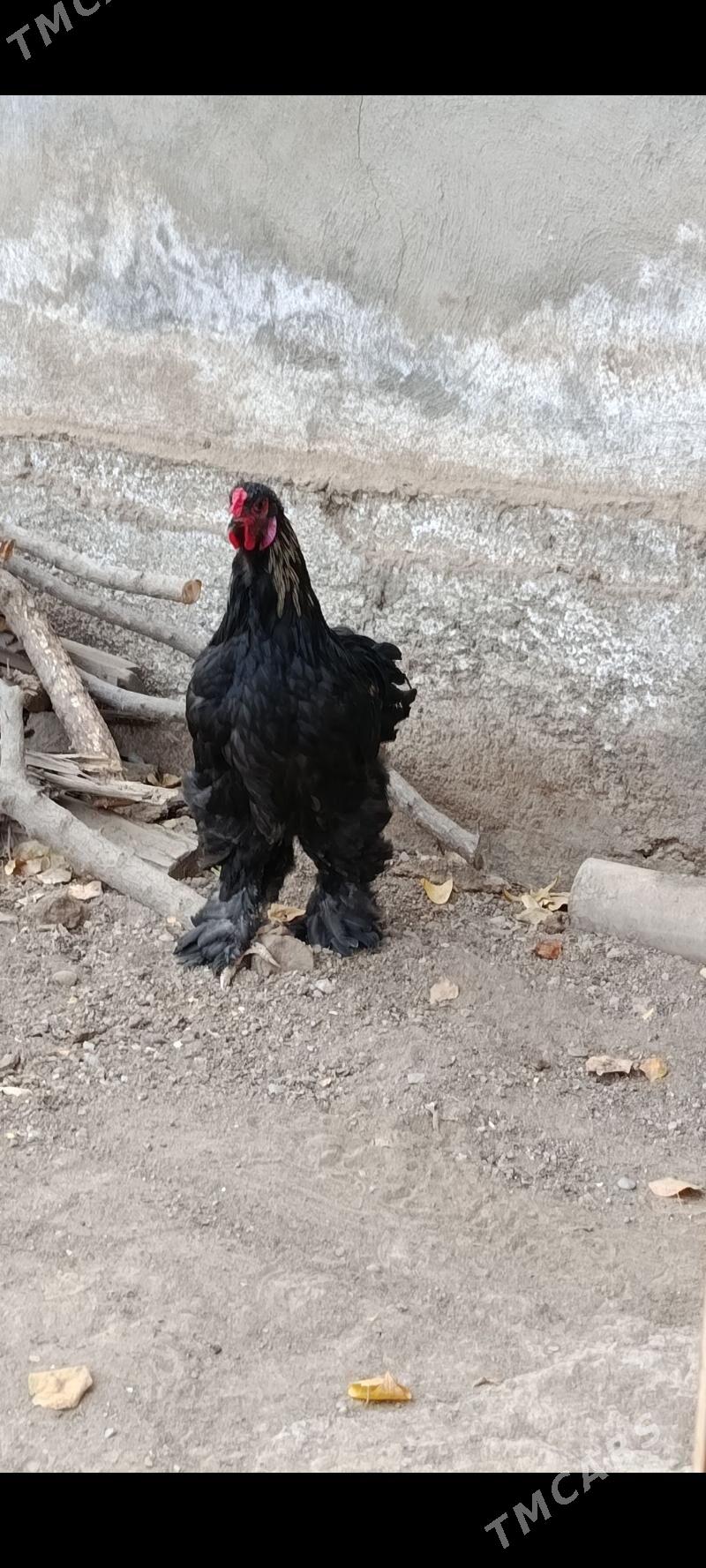 Gara brama - Bagyr - img 5