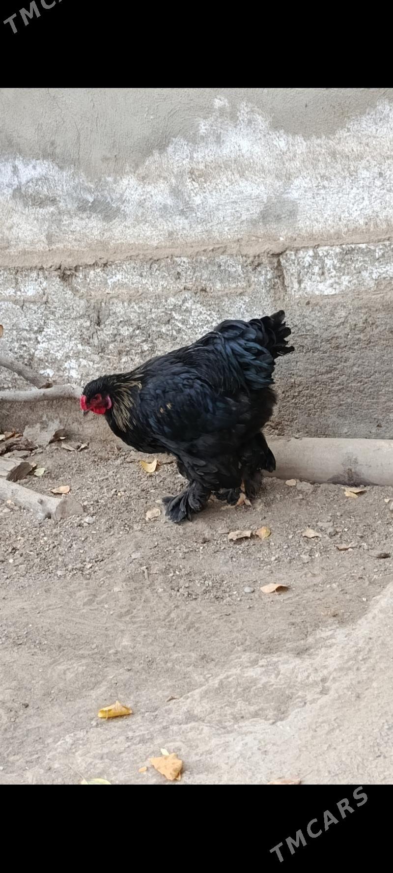 Gara brama - Bagyr - img 7