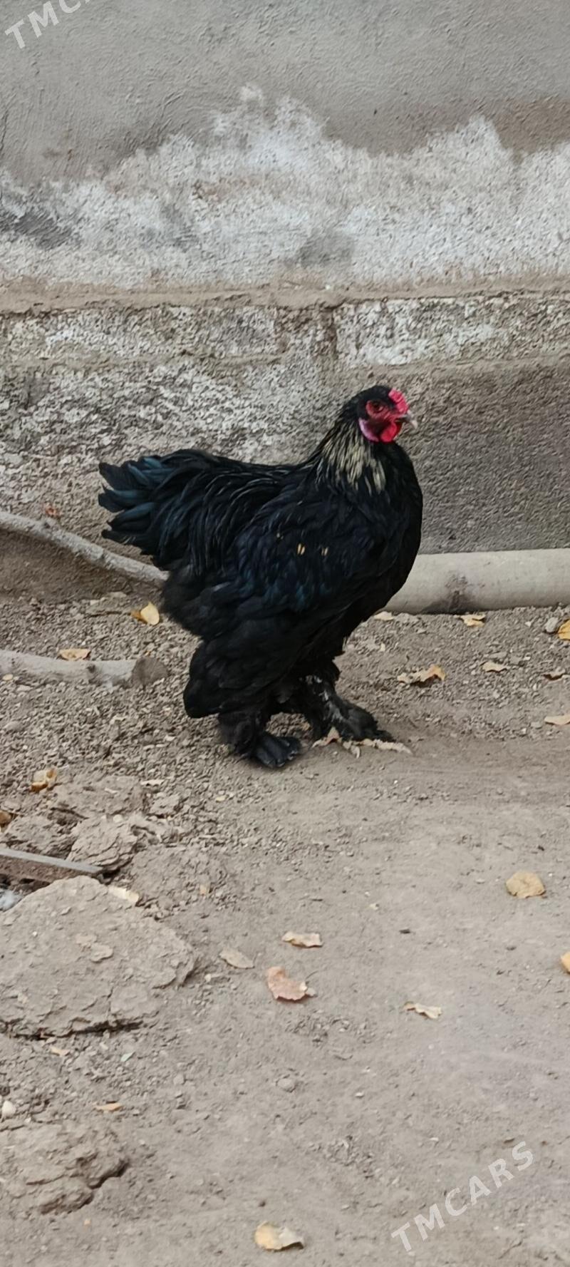 Gara brama - Bagyr - img 1