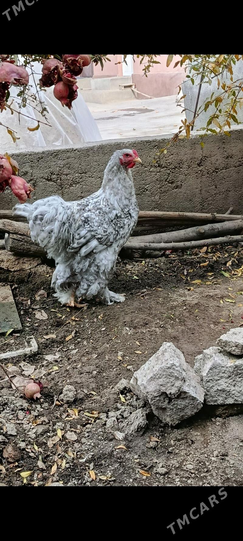 brama horaz - Багир - img 2