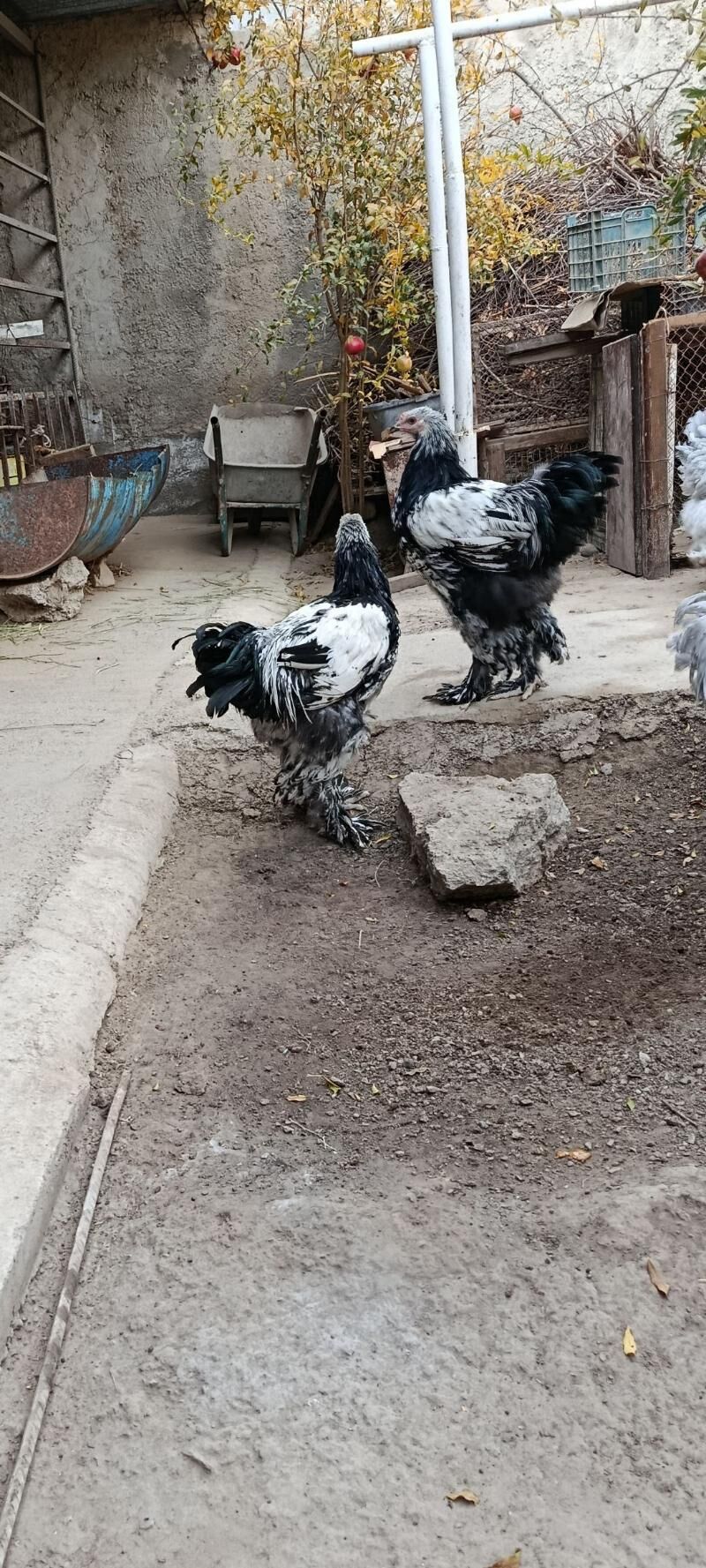 brama silver - Bagyr - img 5