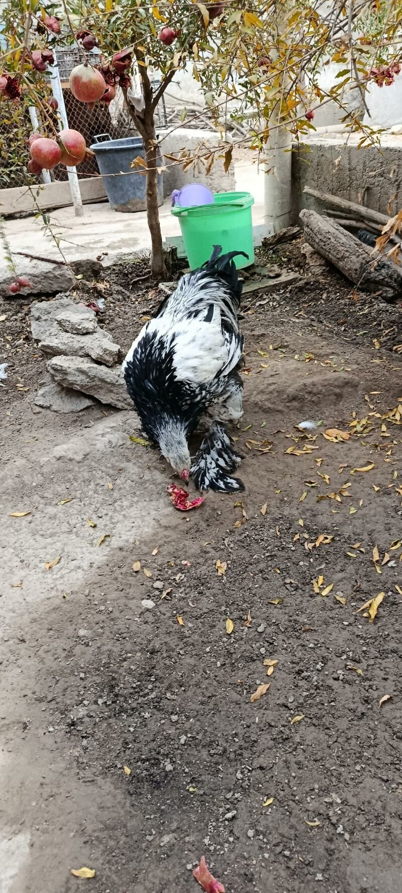 brama silver - Bagyr - img 7