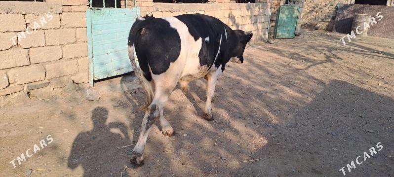 okuz - Gyzylarbat - img 2