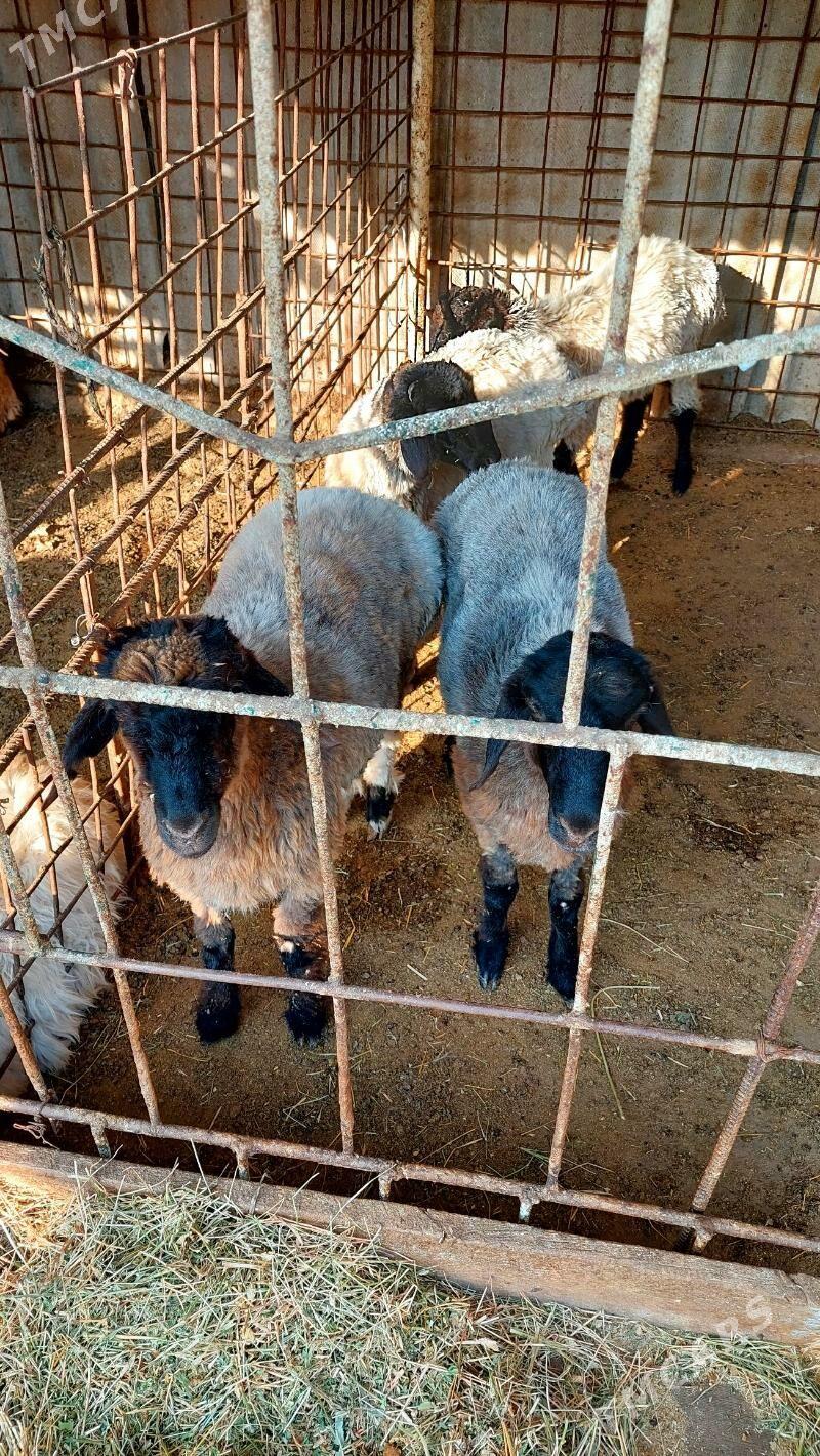 goÿun - Ашхабад - img 1