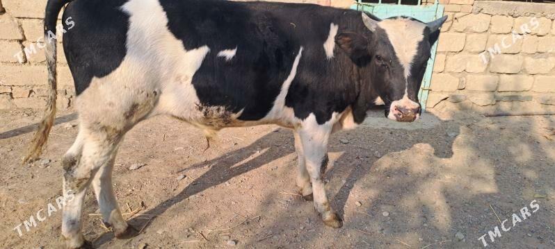 okuz - Gyzylarbat - img 4