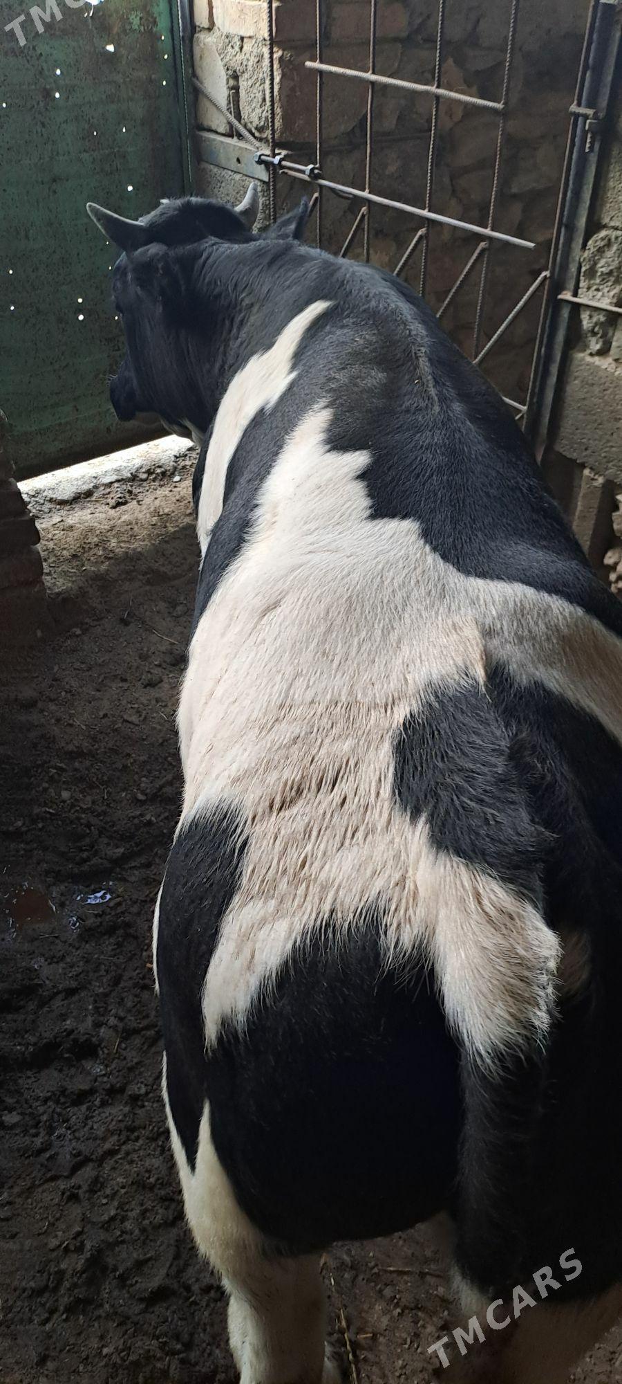 okuz - Gyzylarbat - img 3