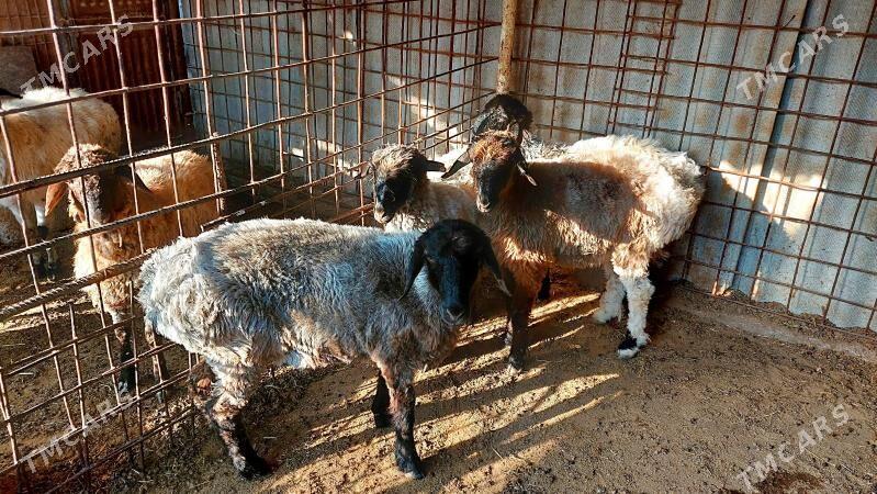 goÿun - Ашхабад - img 2