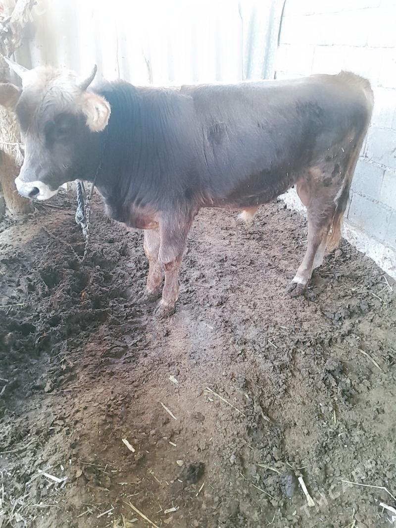 Őkuz - Ýaşlyk - img 1