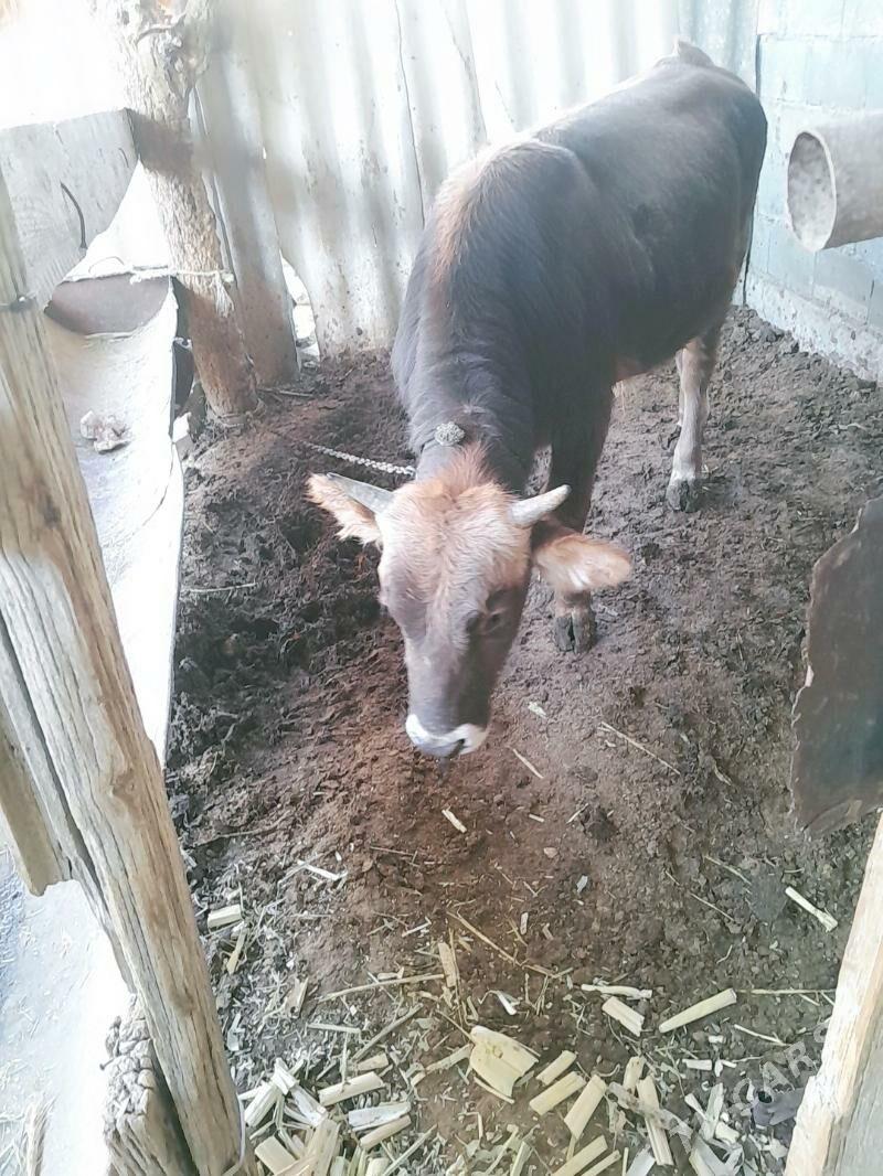 Őkuz - Ýaşlyk - img 2