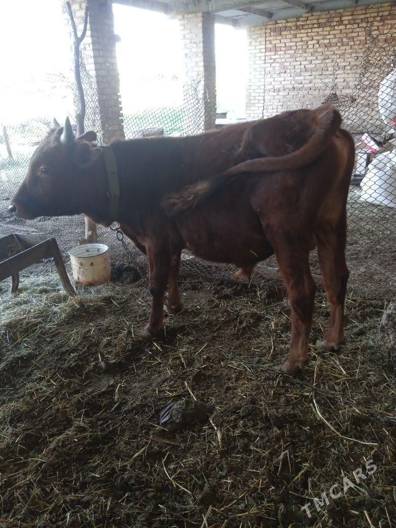 Öküz - Baýramaly - img 1