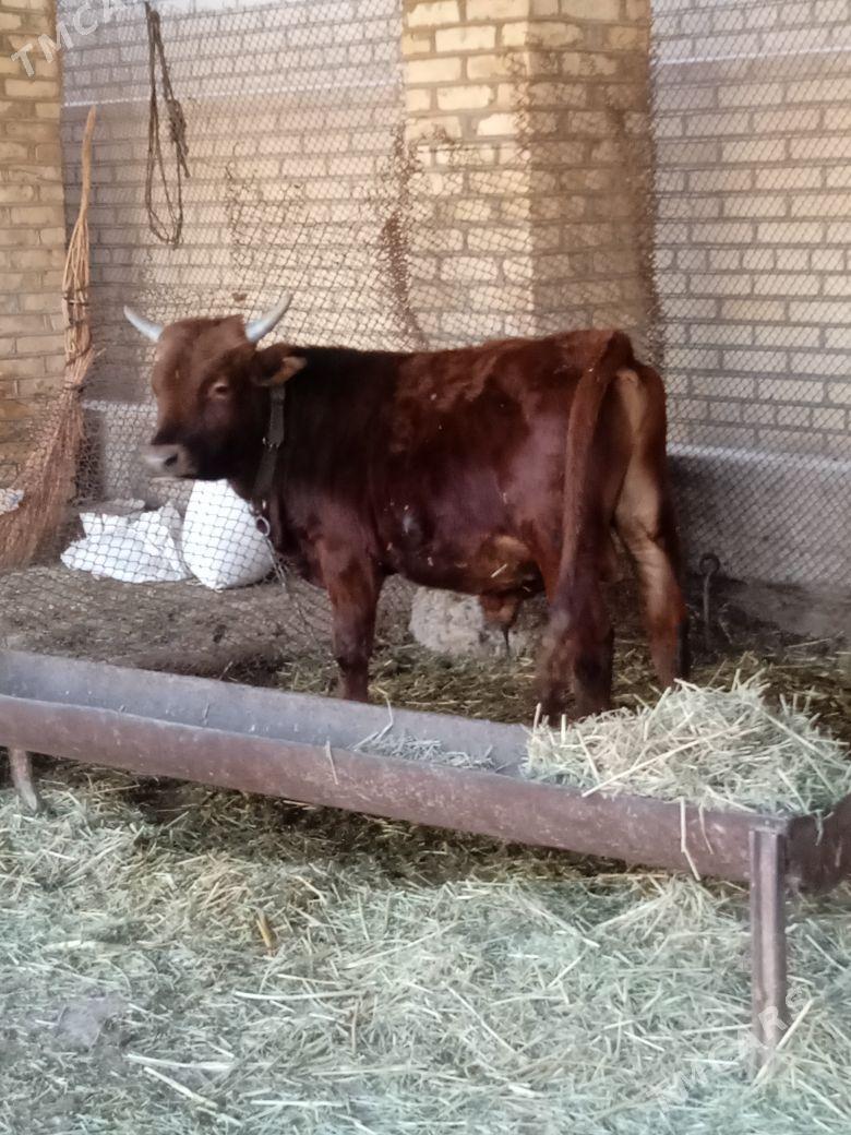 Öküz - Baýramaly - img 2