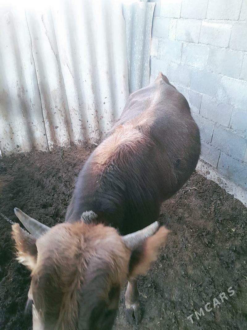 Őkuz - Ýaşlyk - img 3