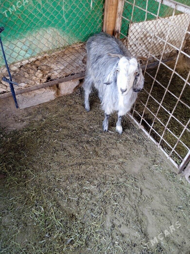 bogaz geciler - Кипджак - img 1