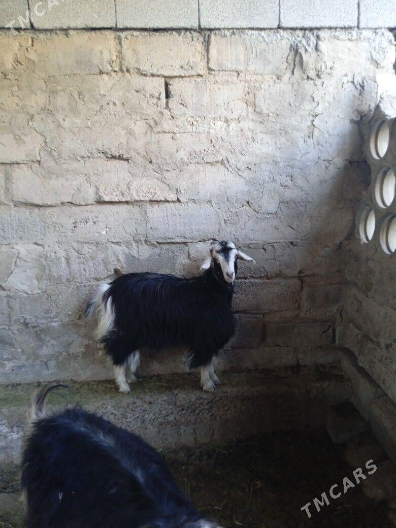 bogaz geciler - Кипджак - img 3