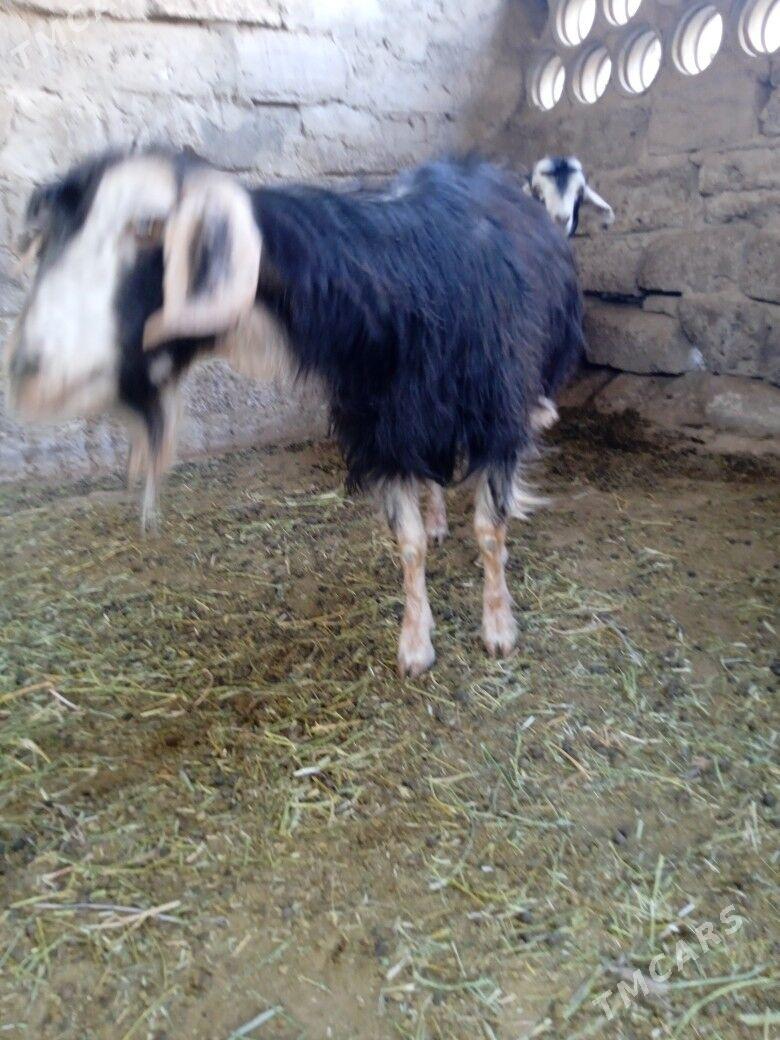 bogaz geciler - Кипджак - img 2