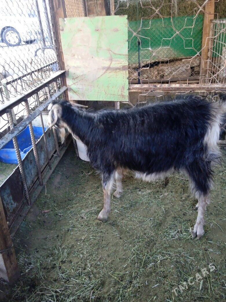 bogaz geciler - Кипджак - img 4