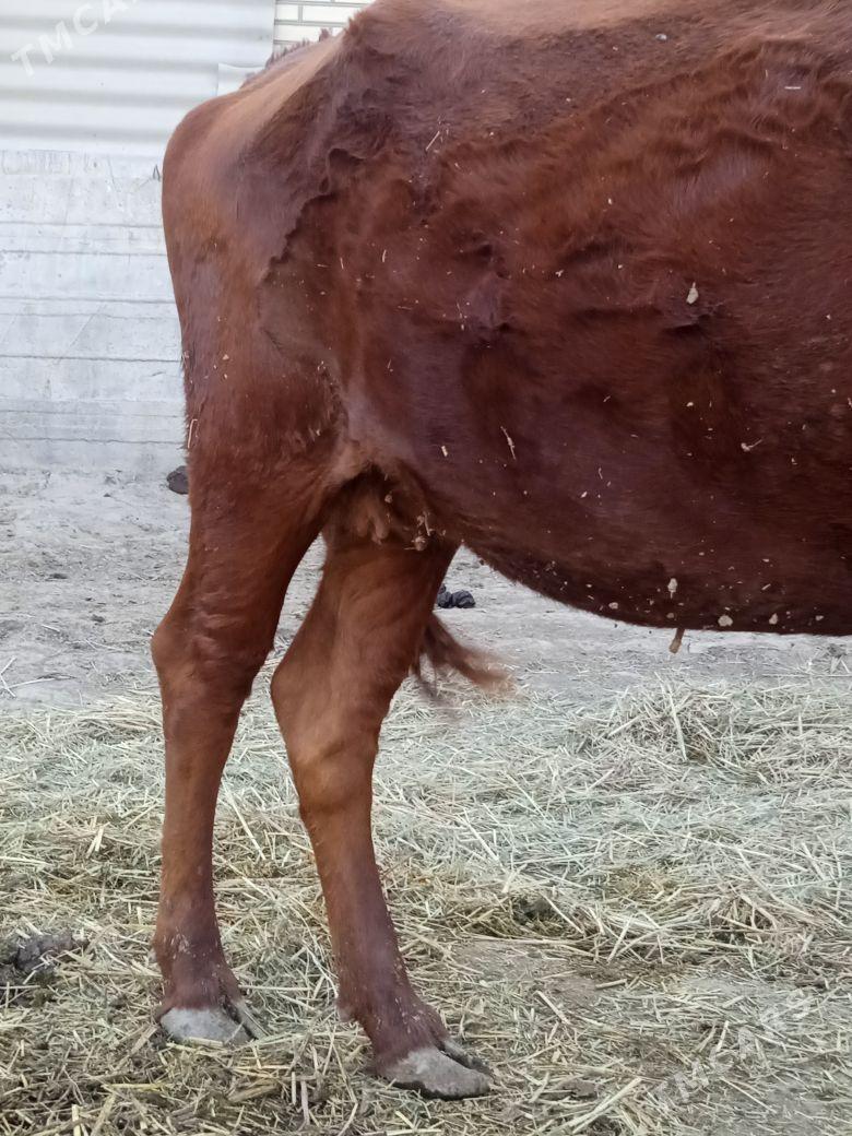 BOGAZ SYGYR - Байрамали - img 3