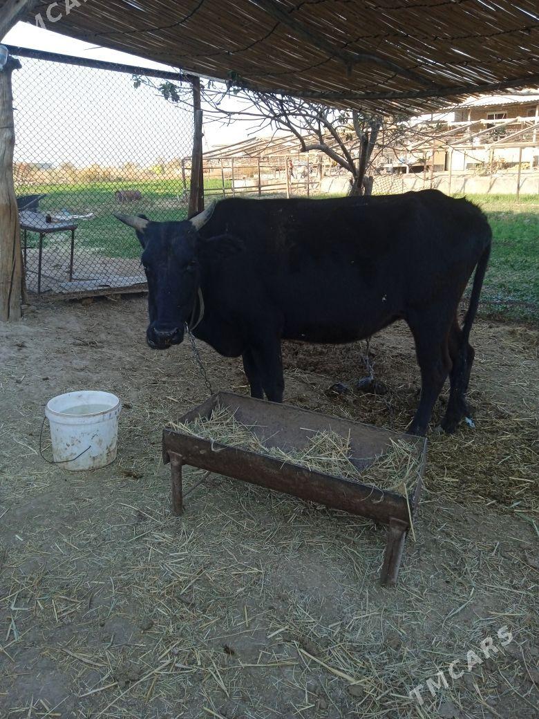 BOGAZ SYGYR - Байрамали - img 2