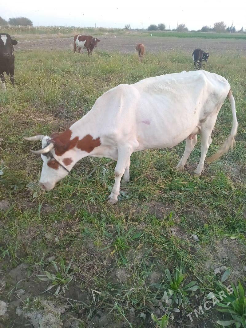 Sygyr - Ruhabat (90-njy razýezd) - img 1