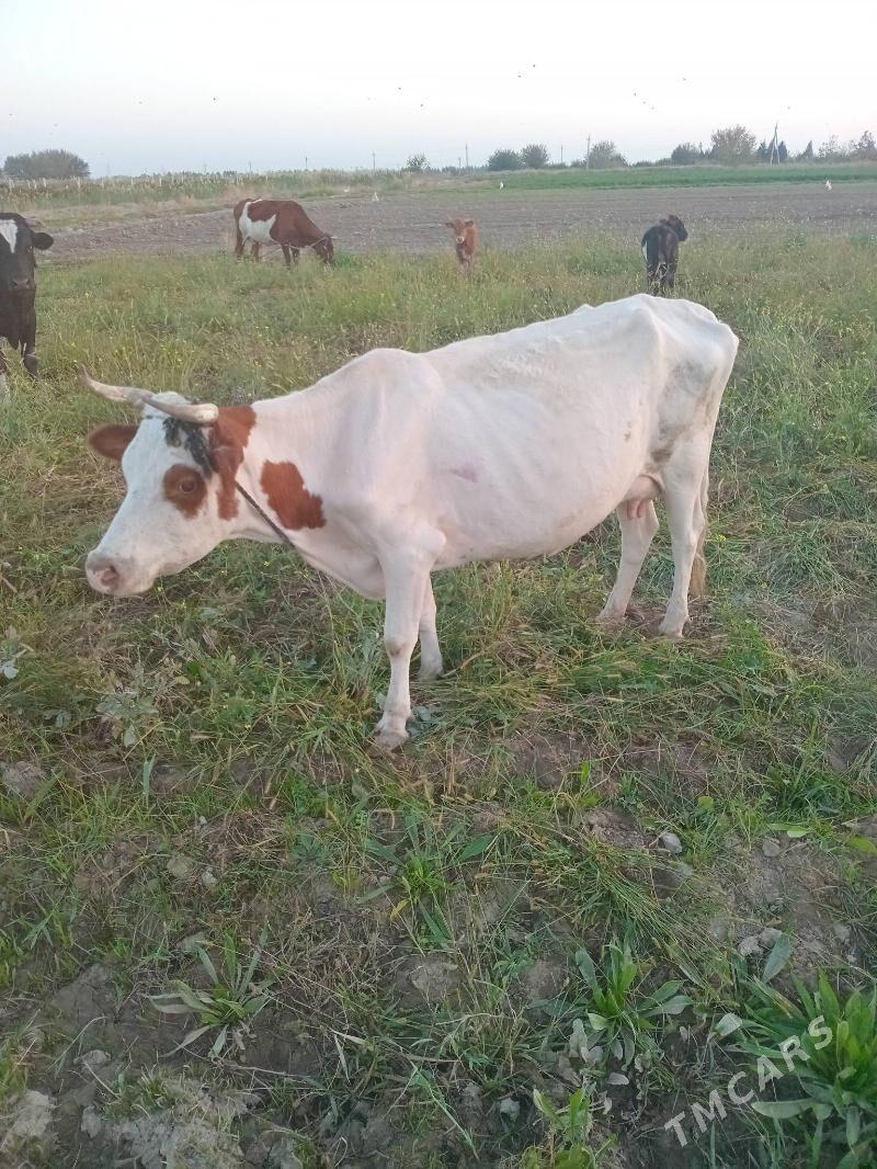 Sygyr - Ruhabat (90-njy razýezd) - img 2