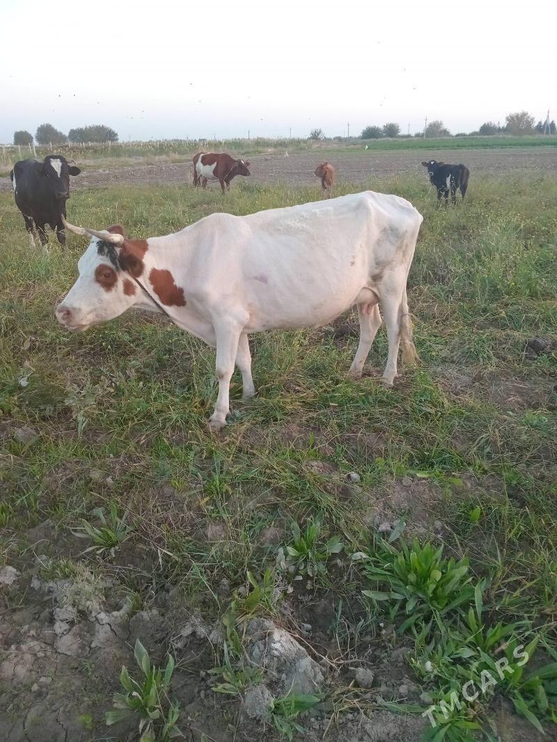 Sygyr - Ruhabat (90-njy razýezd) - img 3