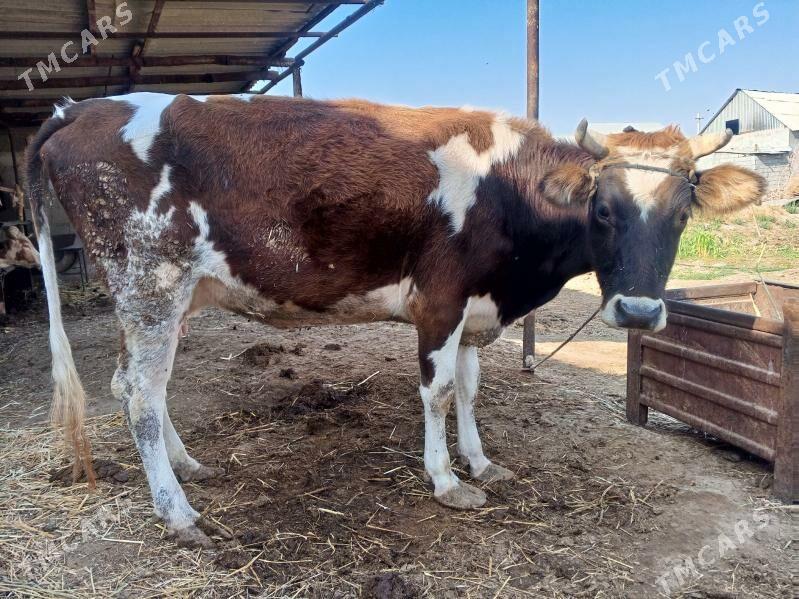 Sygyr - Gökdepe - img 2