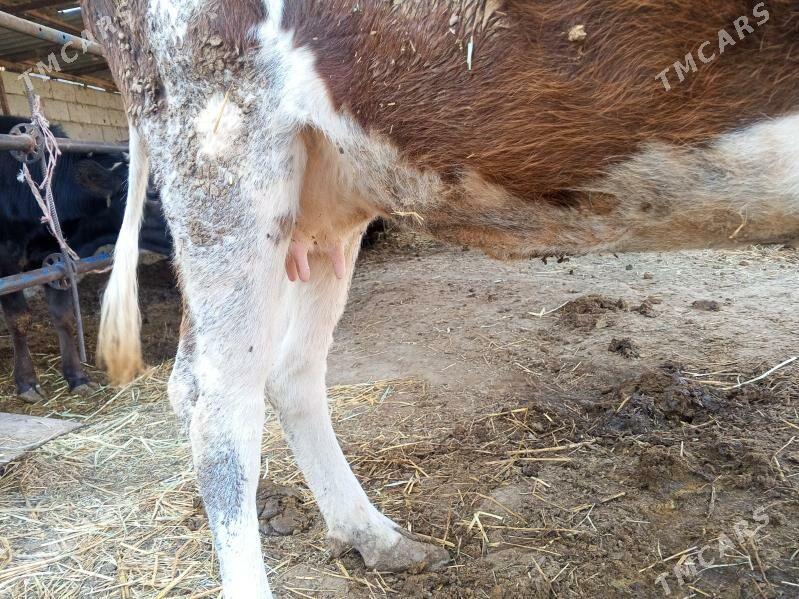 Sygyr - Gökdepe - img 3