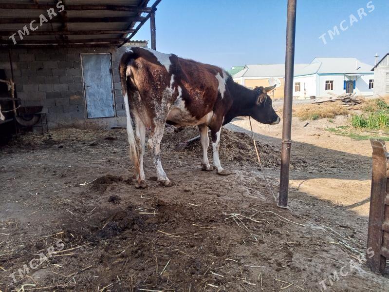 Sygyr - Gökdepe - img 4