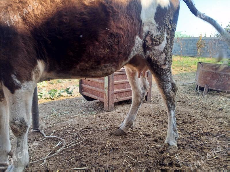 Sygyr - Gökdepe - img 5