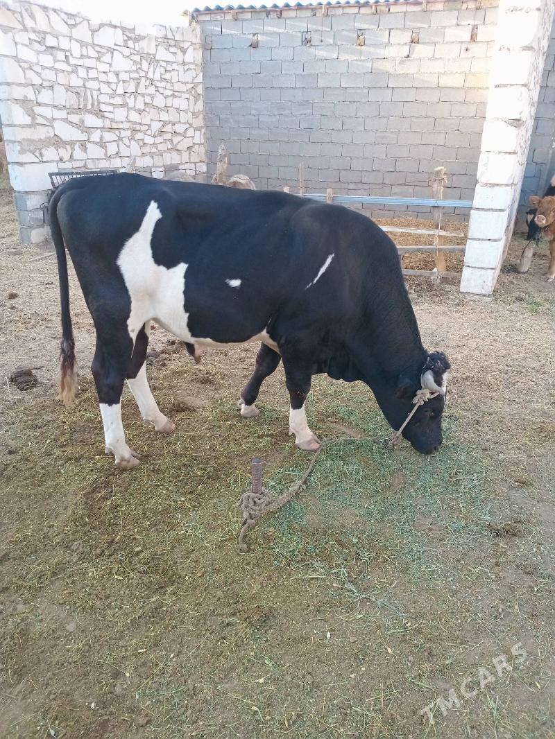 Okuz - Ruhabat (90-njy razýezd) - img 5