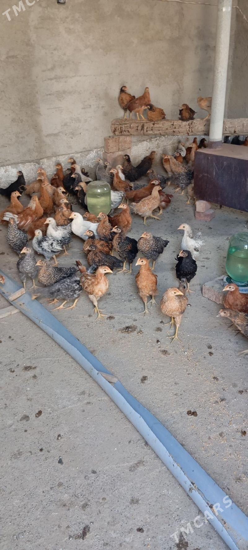 Tejen jüje - Бахарден - img 1