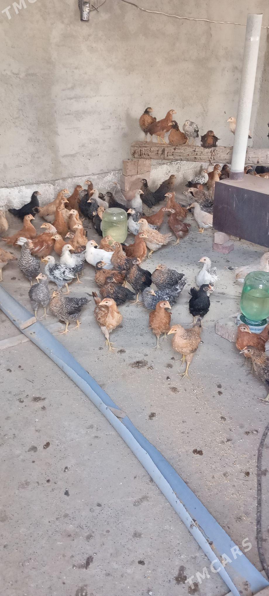 Tejen jüje - Бахарден - img 2