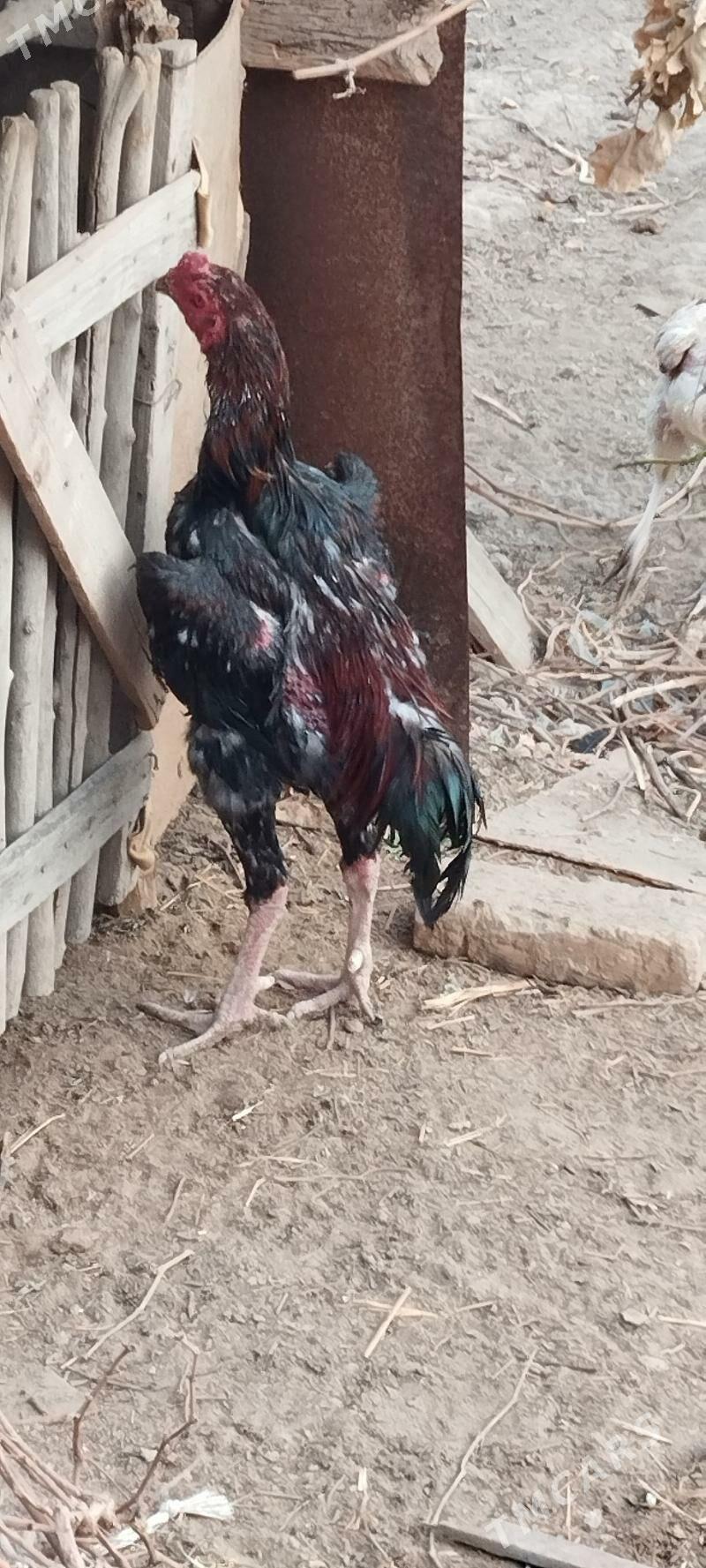 Horaz - Saýat - img 1