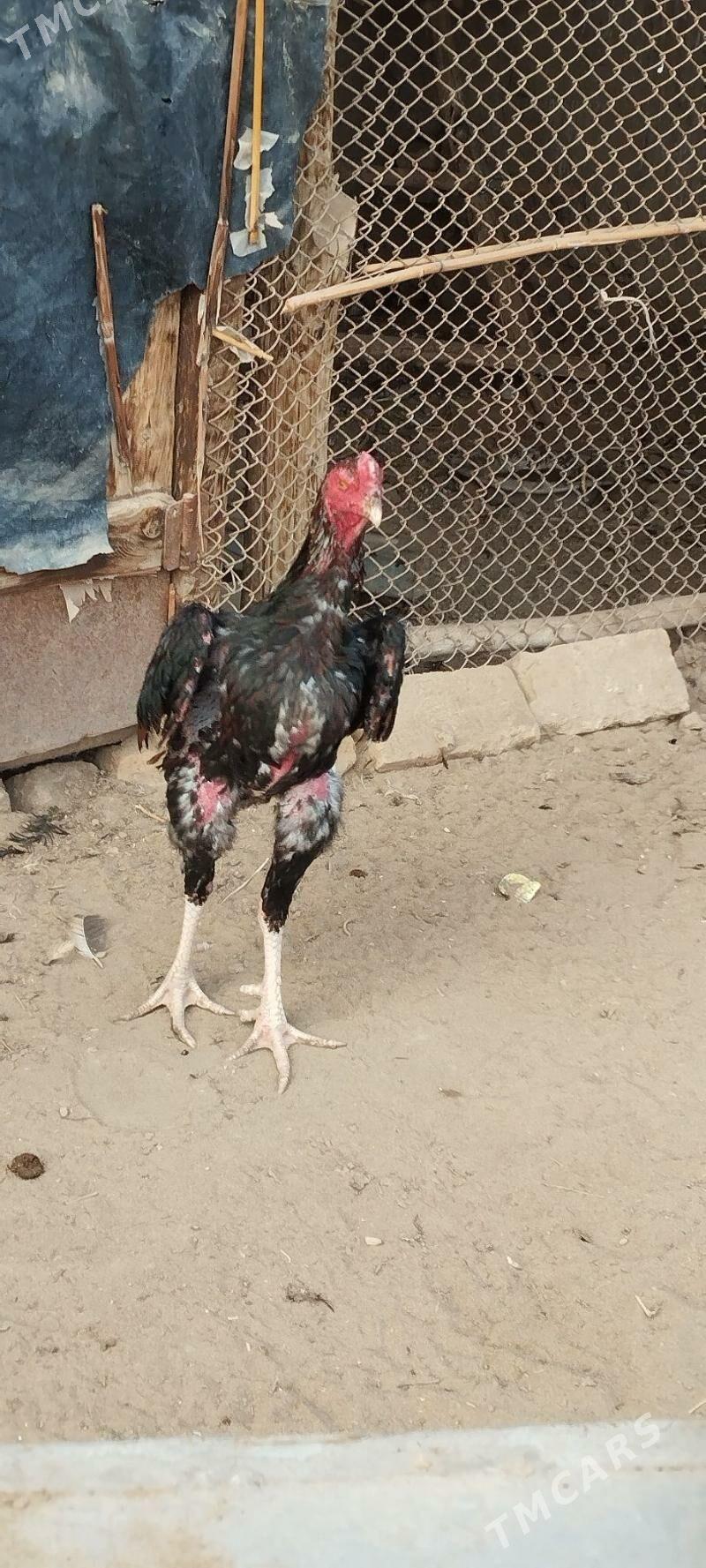 Horaz - Saýat - img 2