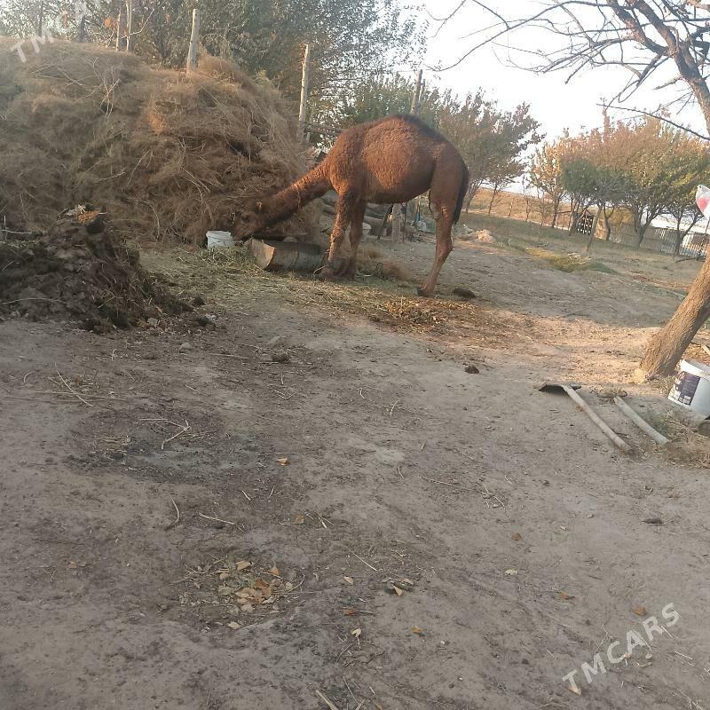 Gaýymlyk Owşuk - Яшлык - img 3