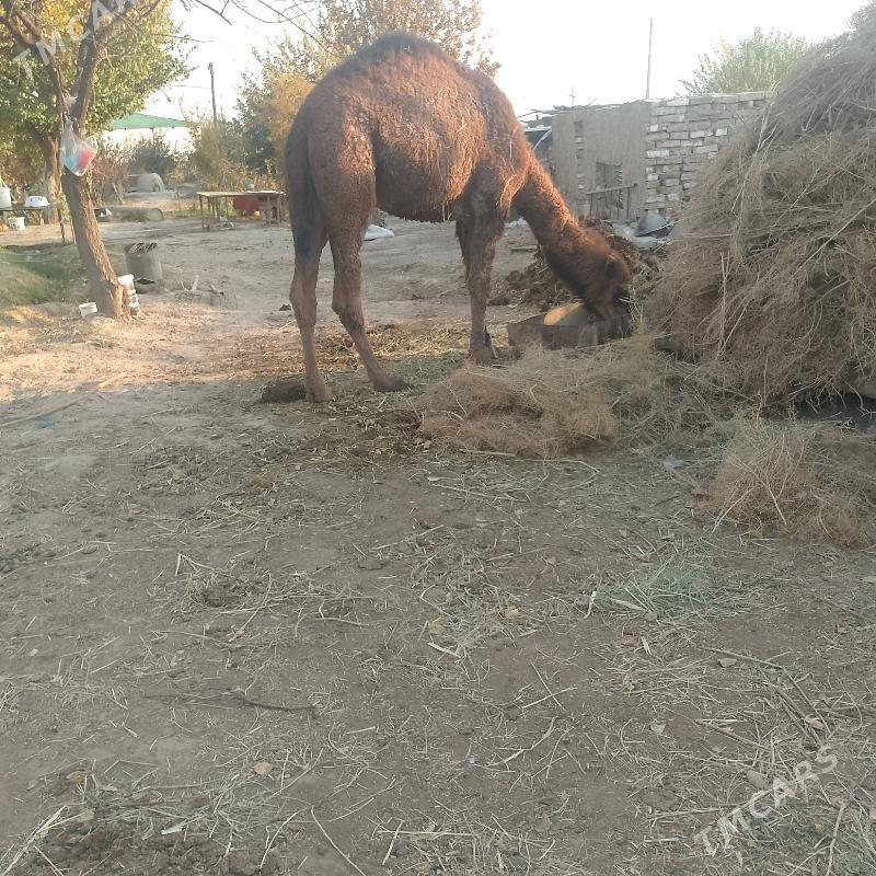 Gaýymlyk Owşuk - Яшлык - img 2