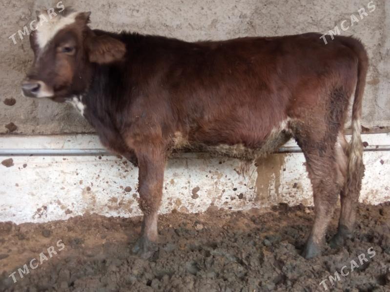 okizler - Çoganly - img 5