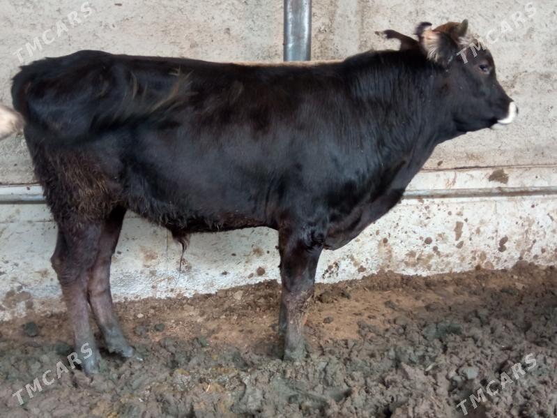 okizler - Çoganly - img 9