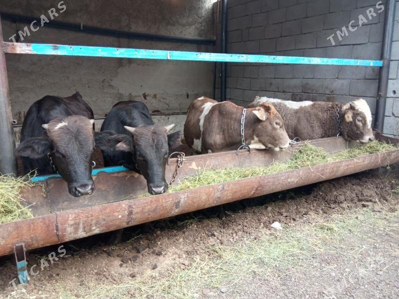 okizler - Çoganly - img 6