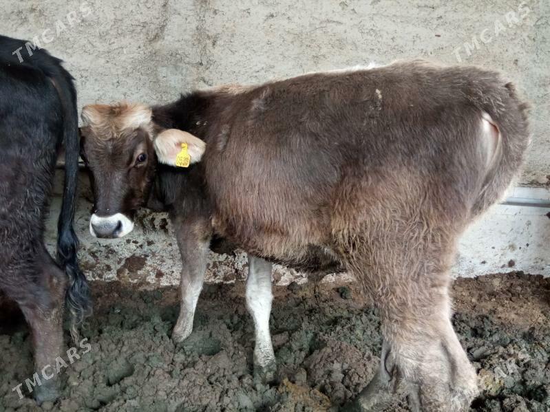 okizler - Çoganly - img 7