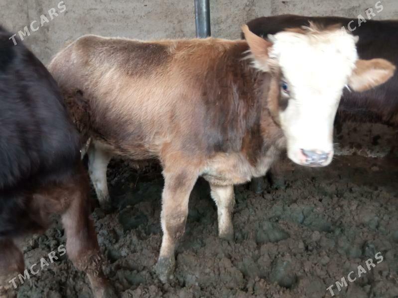 okizler - Çoganly - img 2