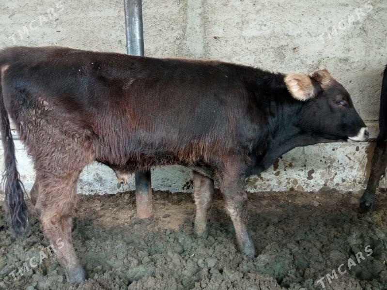 okizler - Çoganly - img 8