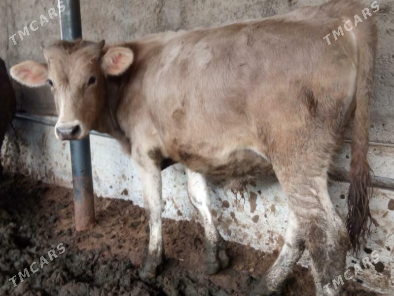 okizler - Çoganly - img 4